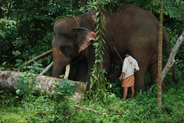 Kerala Homestay